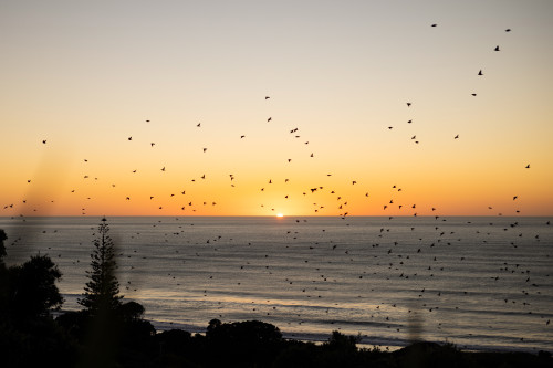 1116826499559696 wainui beach sunrise