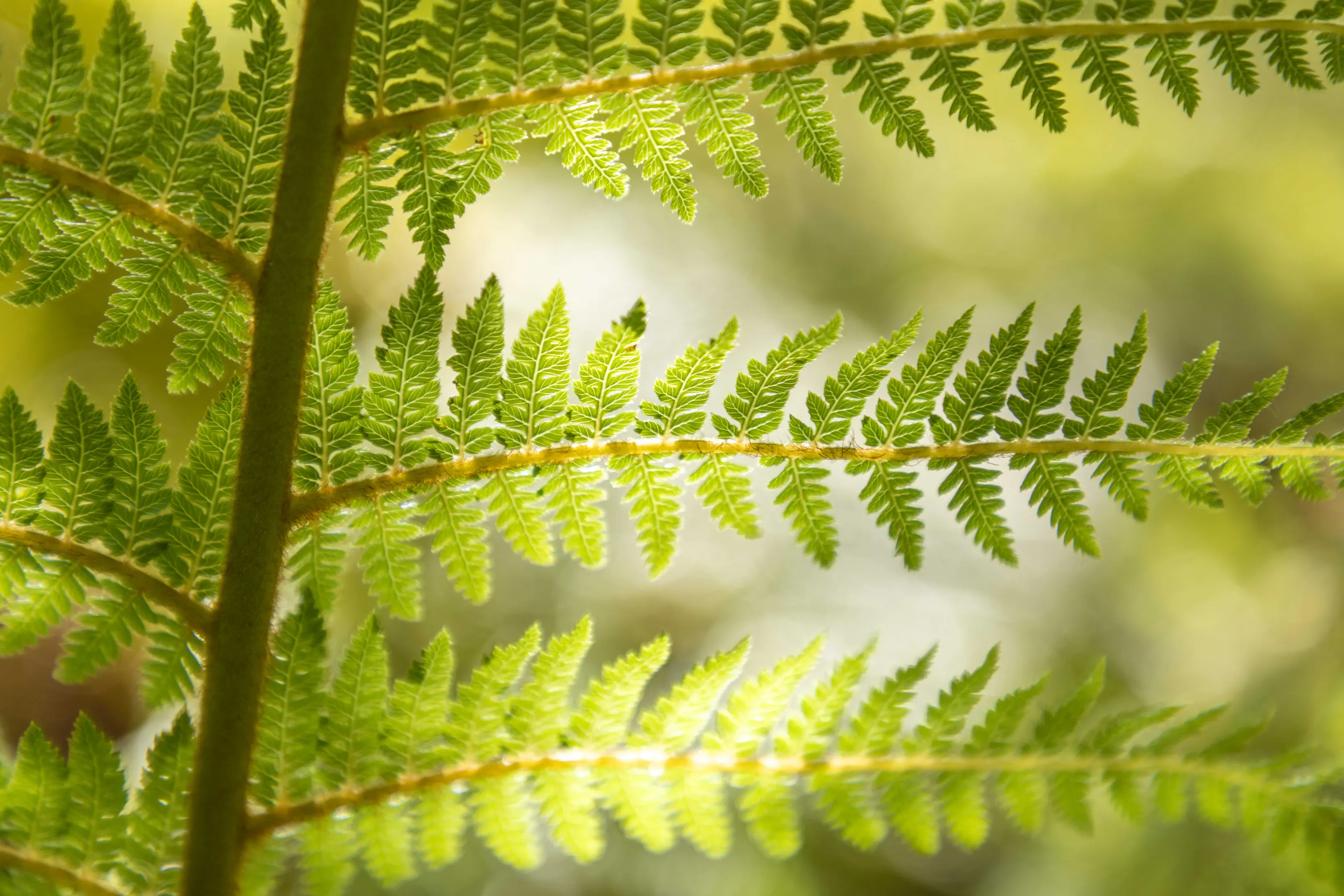 082A0545Matawai Shoot R5low res