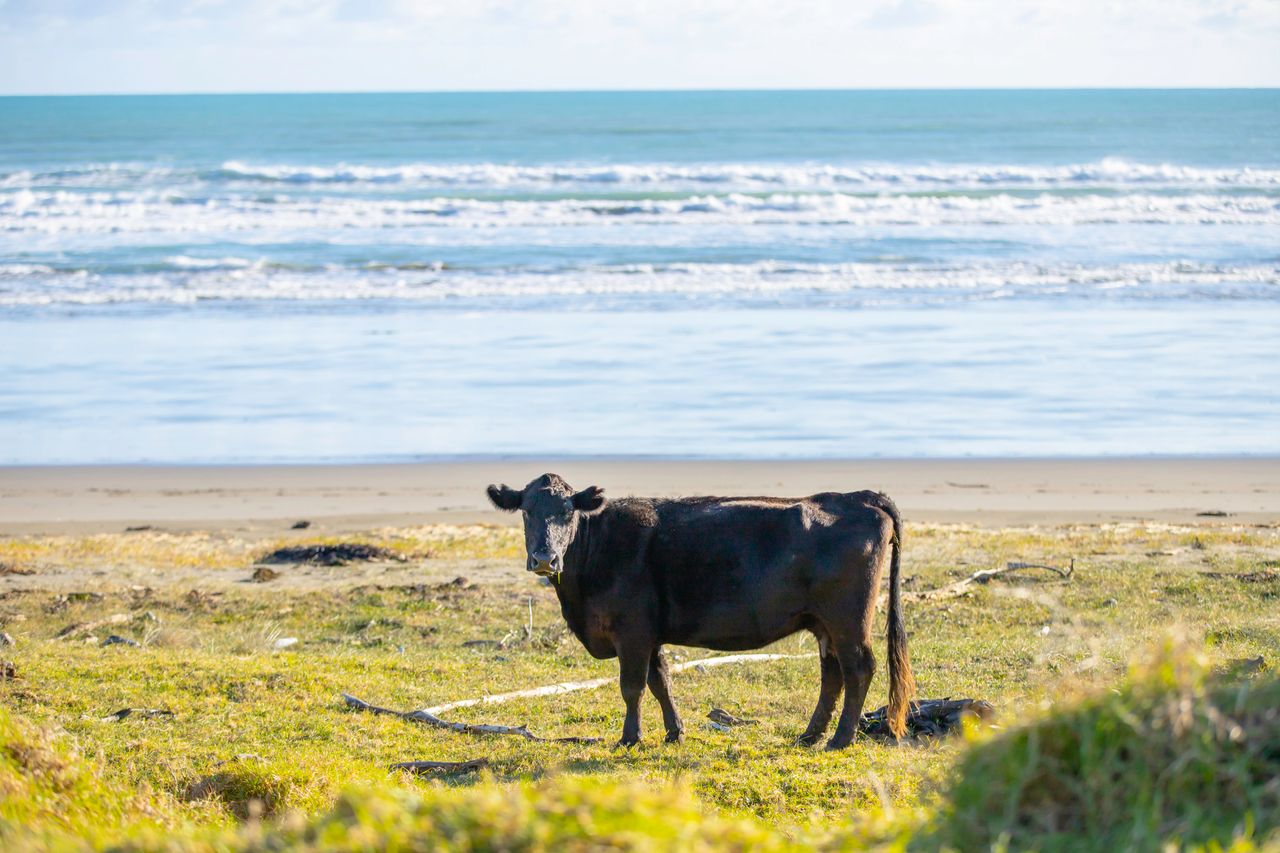 179729 east cape web 1280px