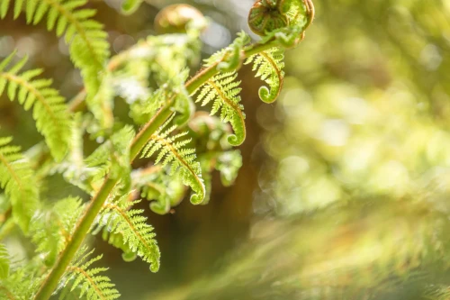 Fern