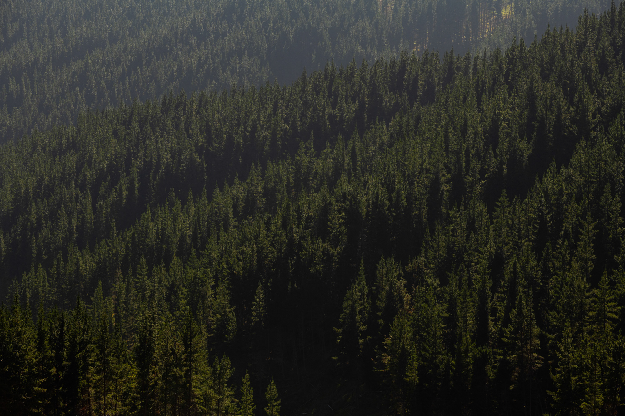 Low res 20190205 STR 8341