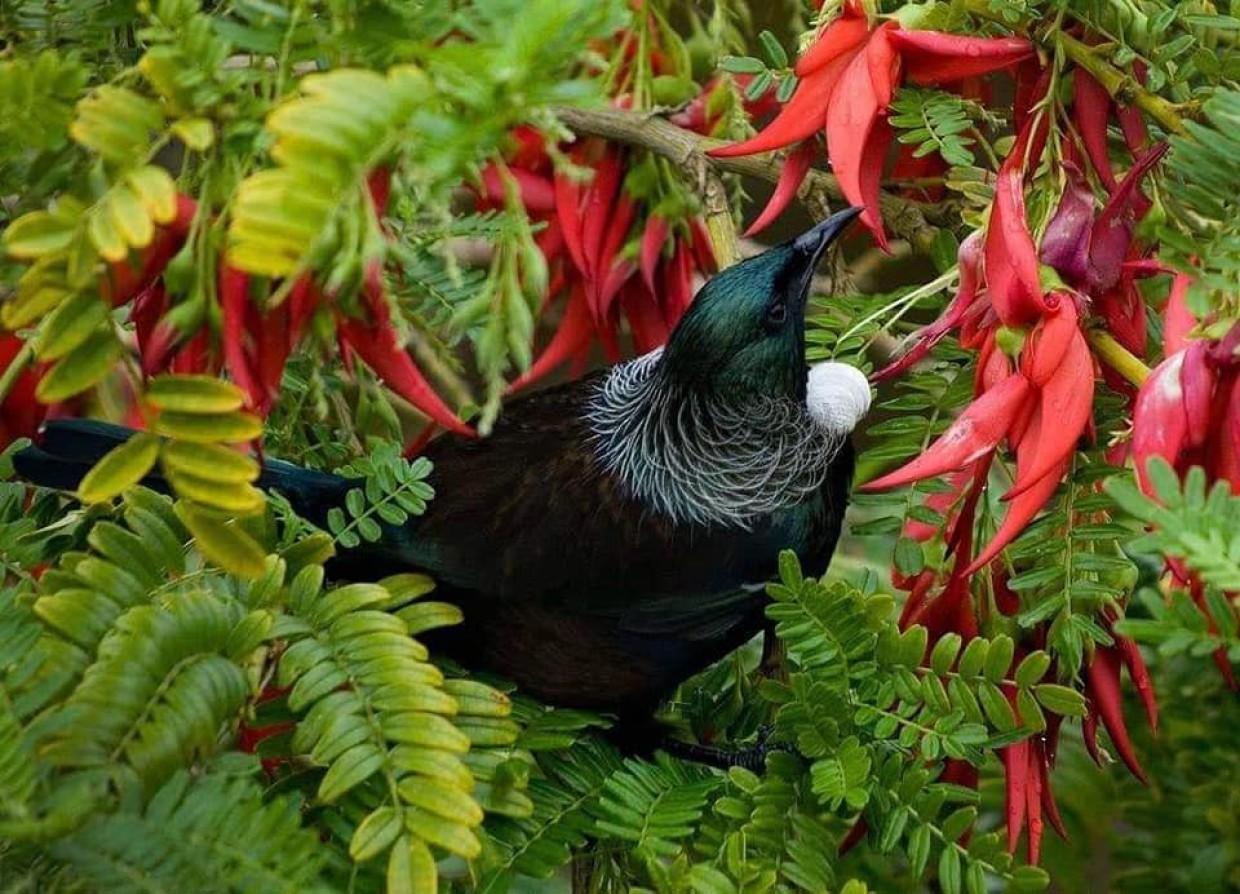 Tui and Ngutukaka Graeme Atkins